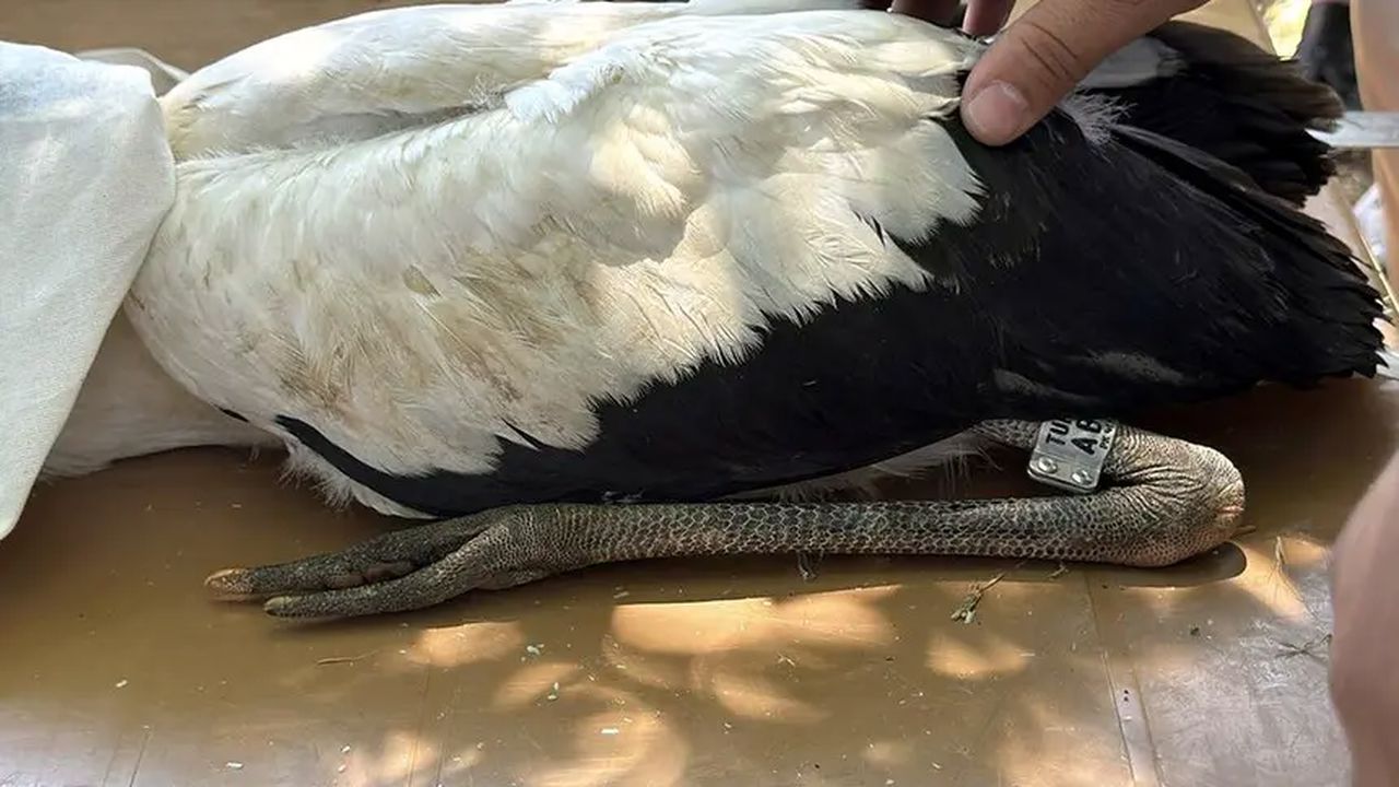Tekirdağ’daki köyü leylekler sardı: Her yuvada yeni bir yaşam var